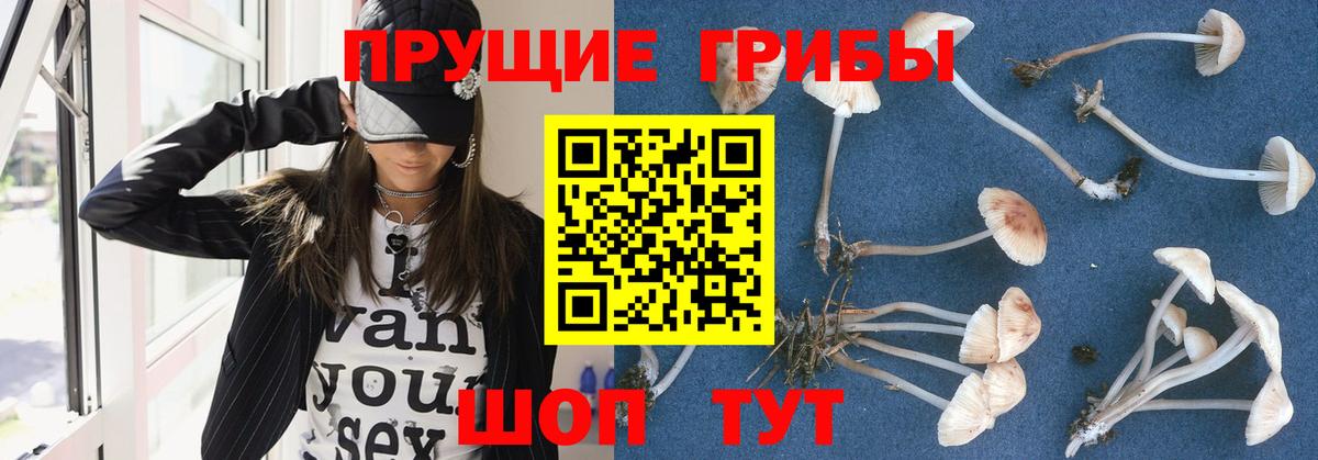 Псилоцибиновые грибы Cubensis  купить наркотики цена  Тихорецк  Вход с VPN 